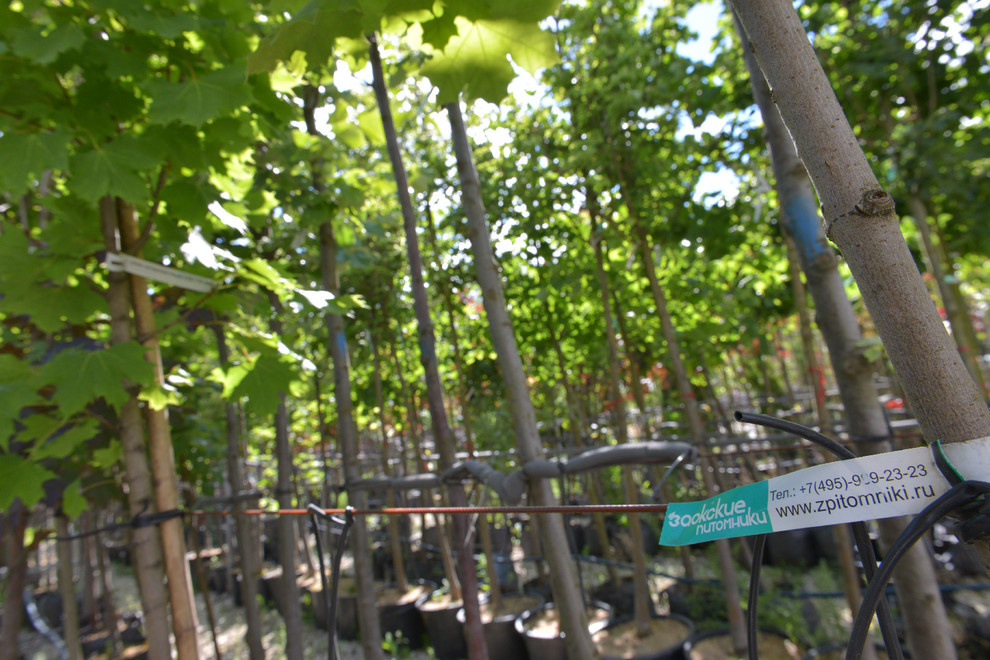 Наш питомник