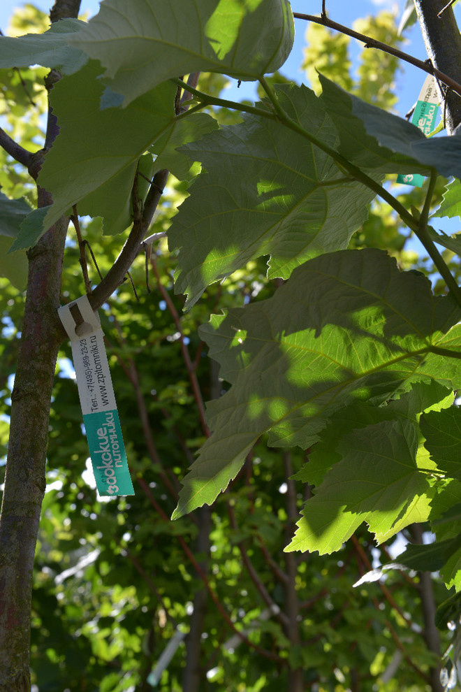 Наш питомник