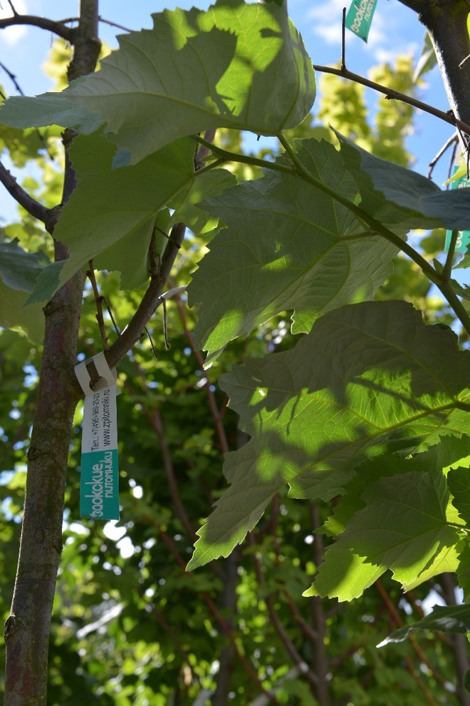 Наш питомник