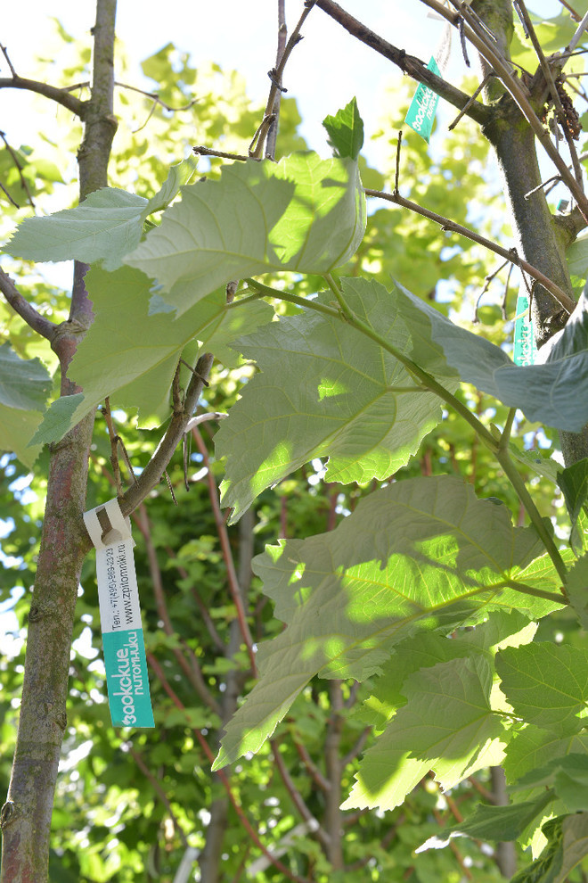 Наш питомник