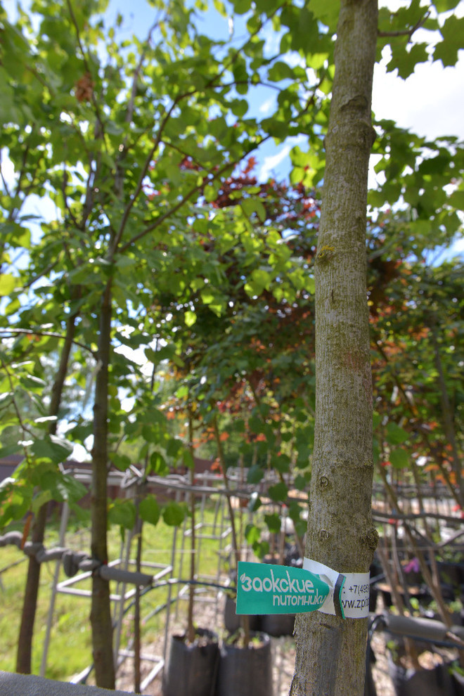 Наш питомник