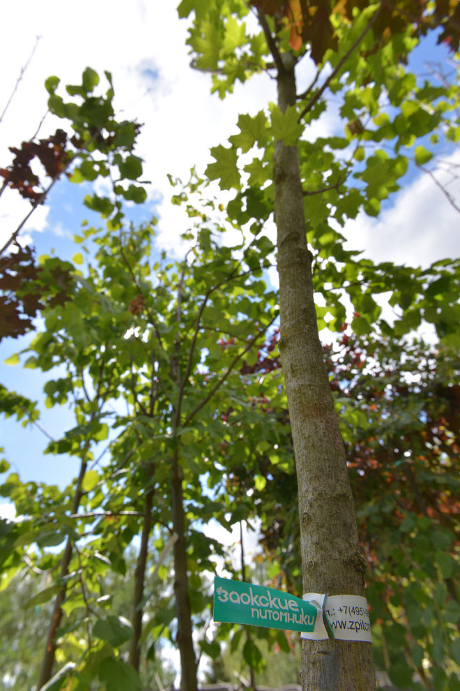 Наш питомник