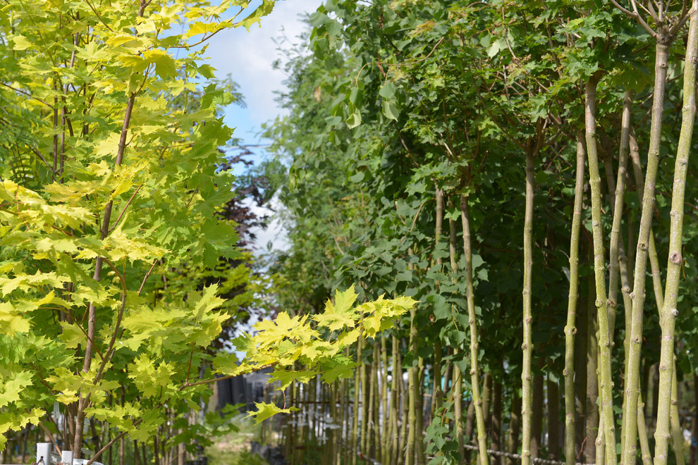 Наш питомник