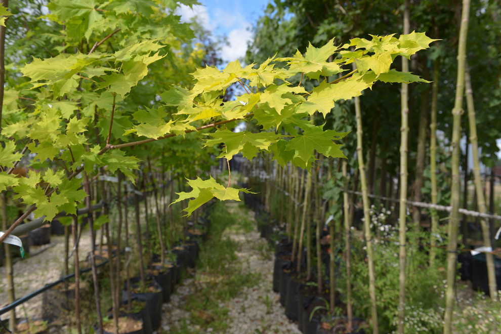 Наш питомник