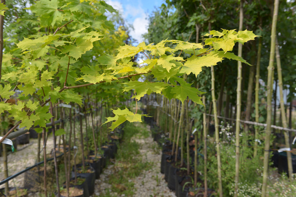 Наш питомник