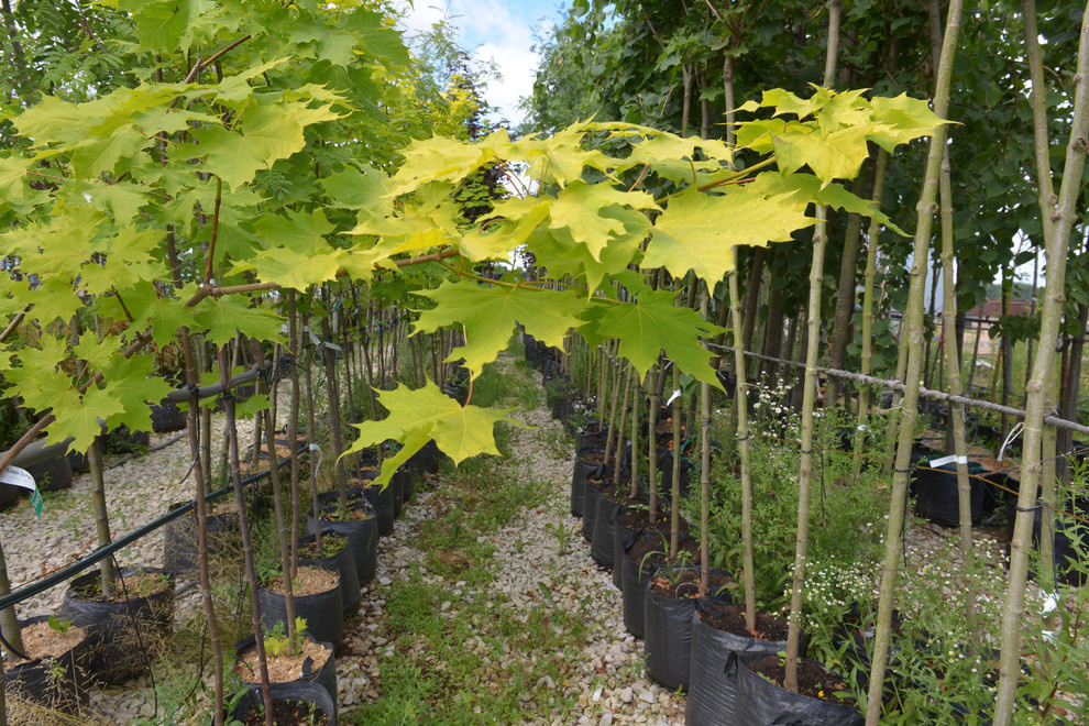 Наш питомник