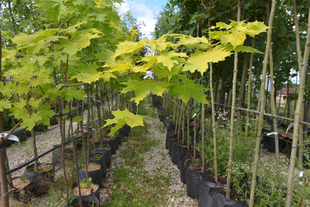 Наш питомник