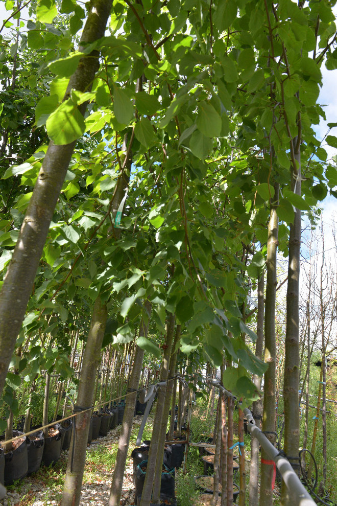 Наш питомник