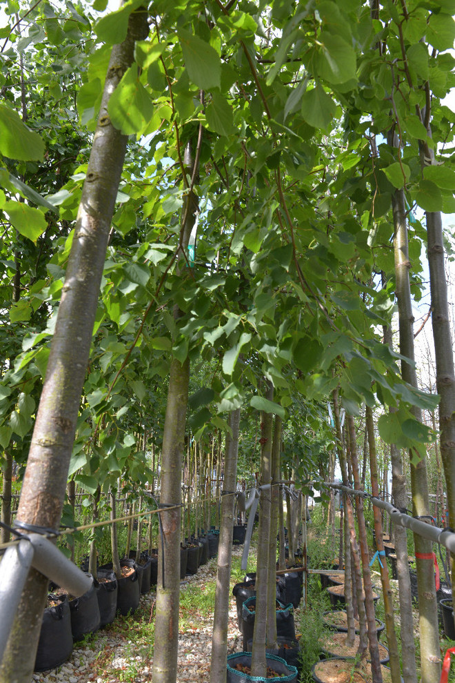 Наш питомник