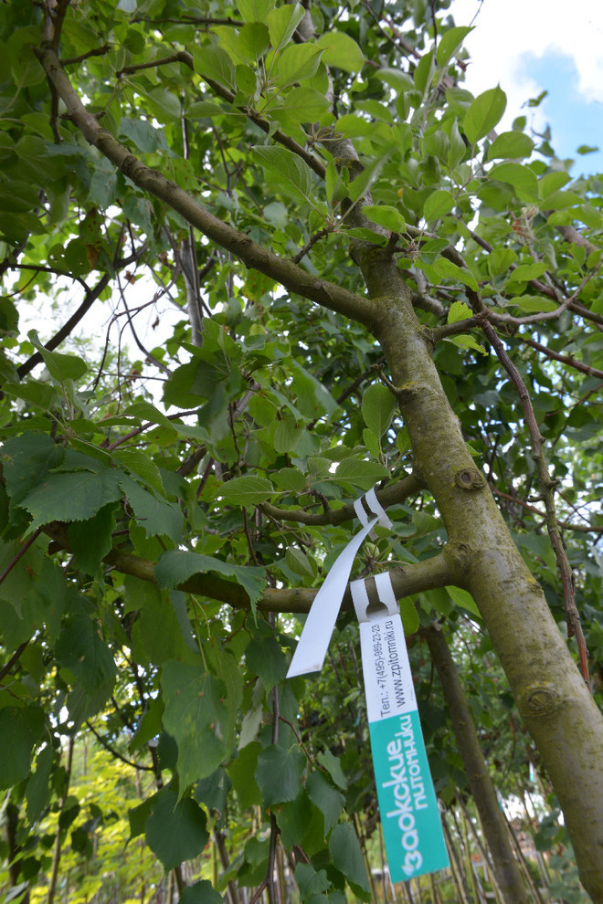 Наш питомник