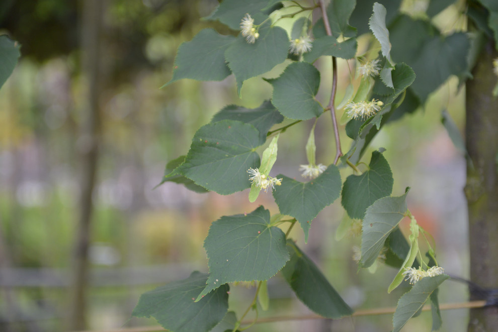 Наш питомник