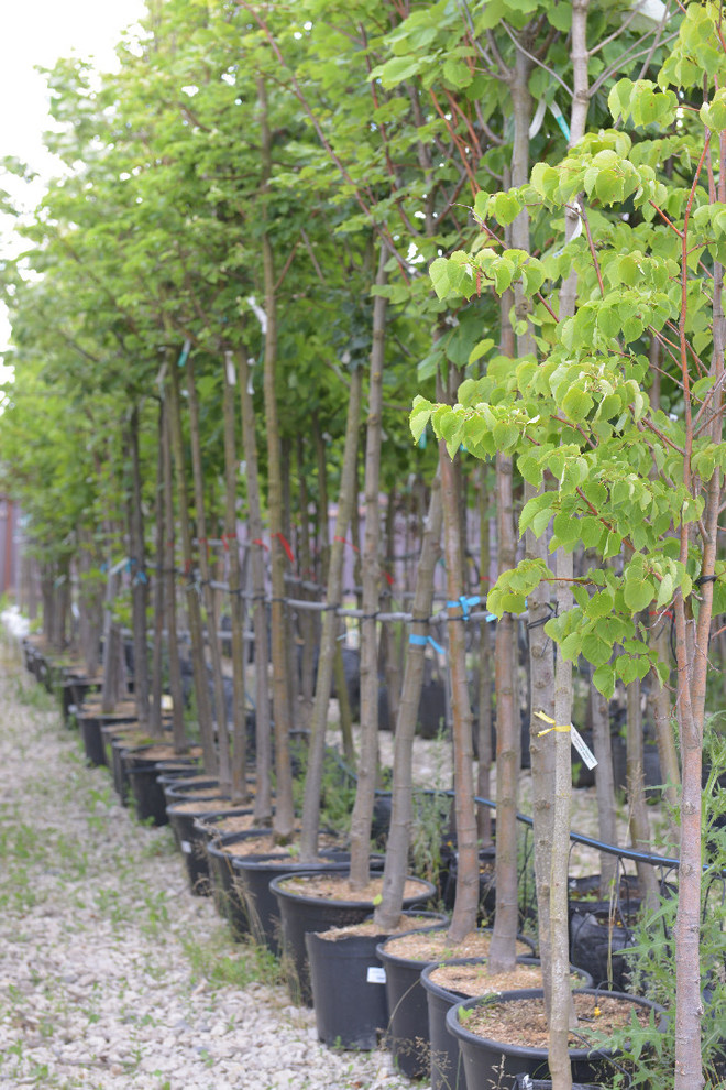 Наш питомник