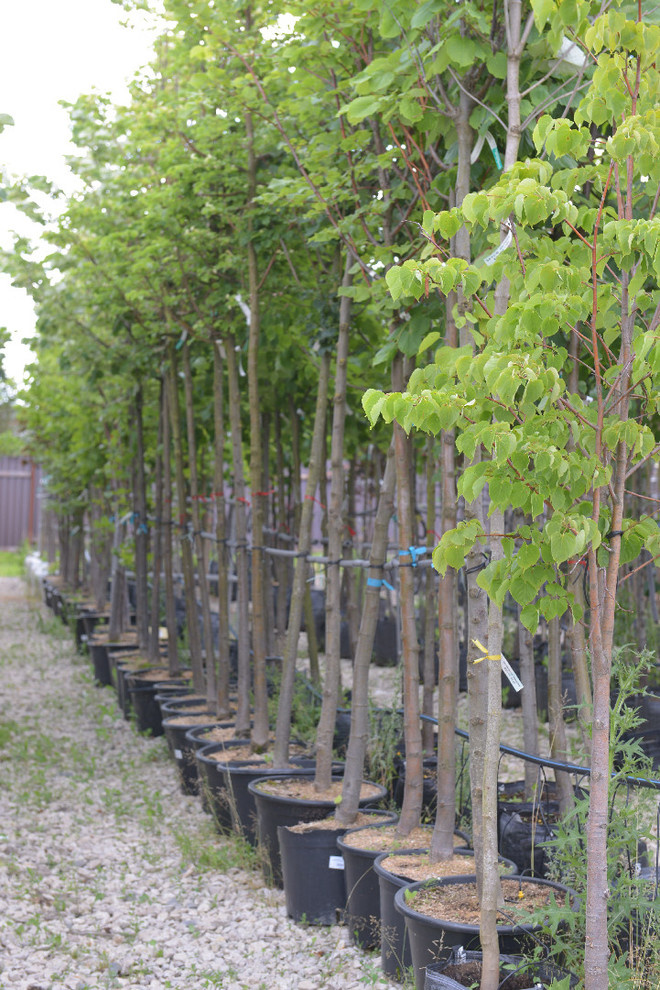 Наш питомник