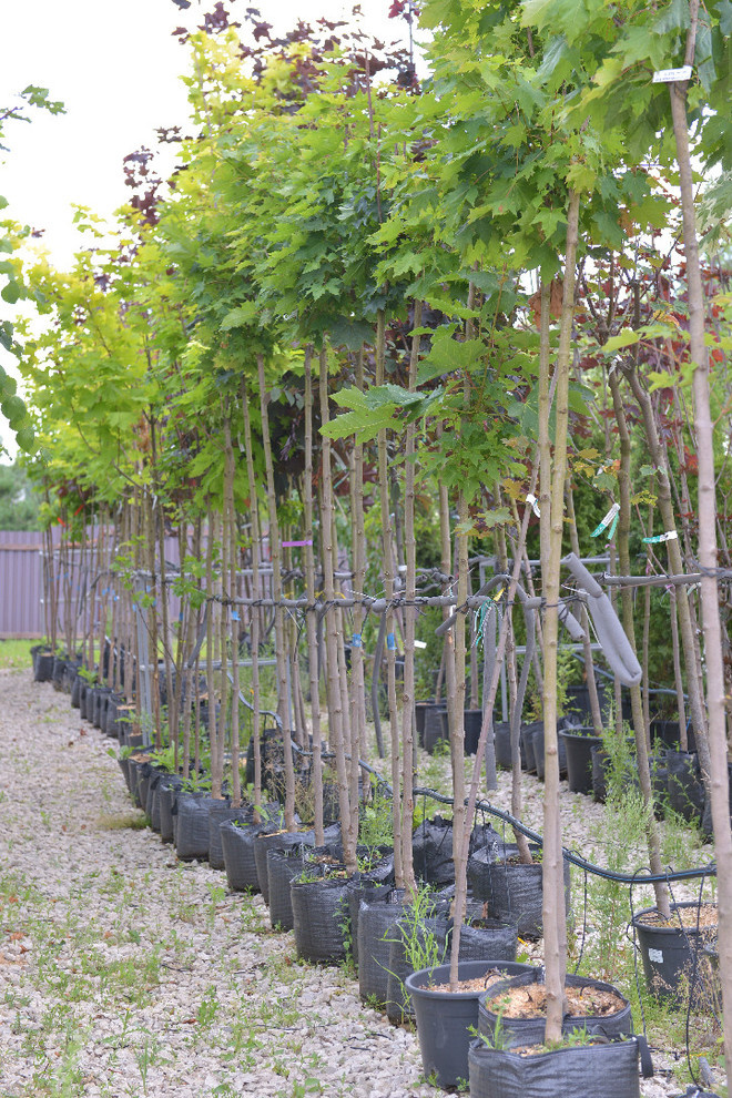 Наш питомник