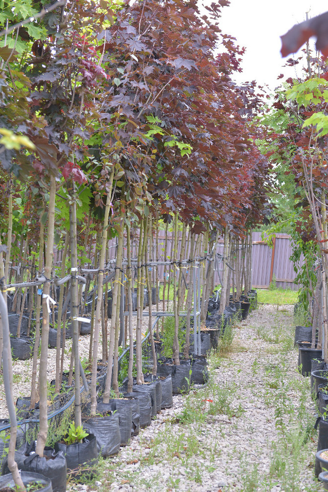 Наш питомник