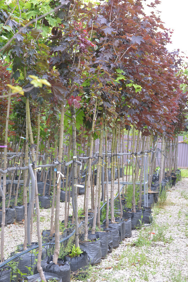 Наш питомник