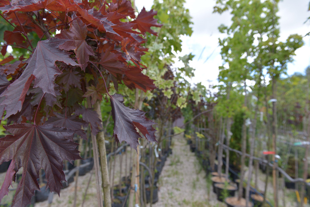 Наш питомник