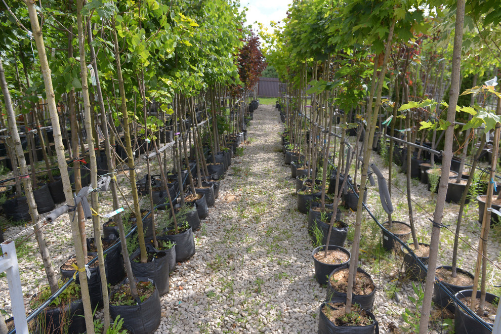 Наш питомник