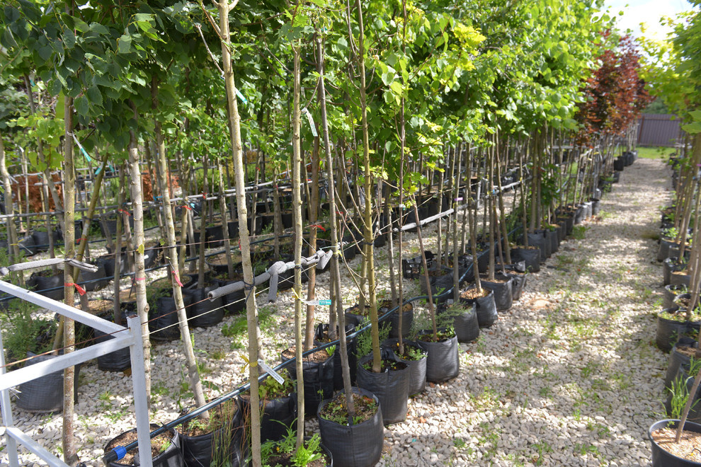 Наш питомник