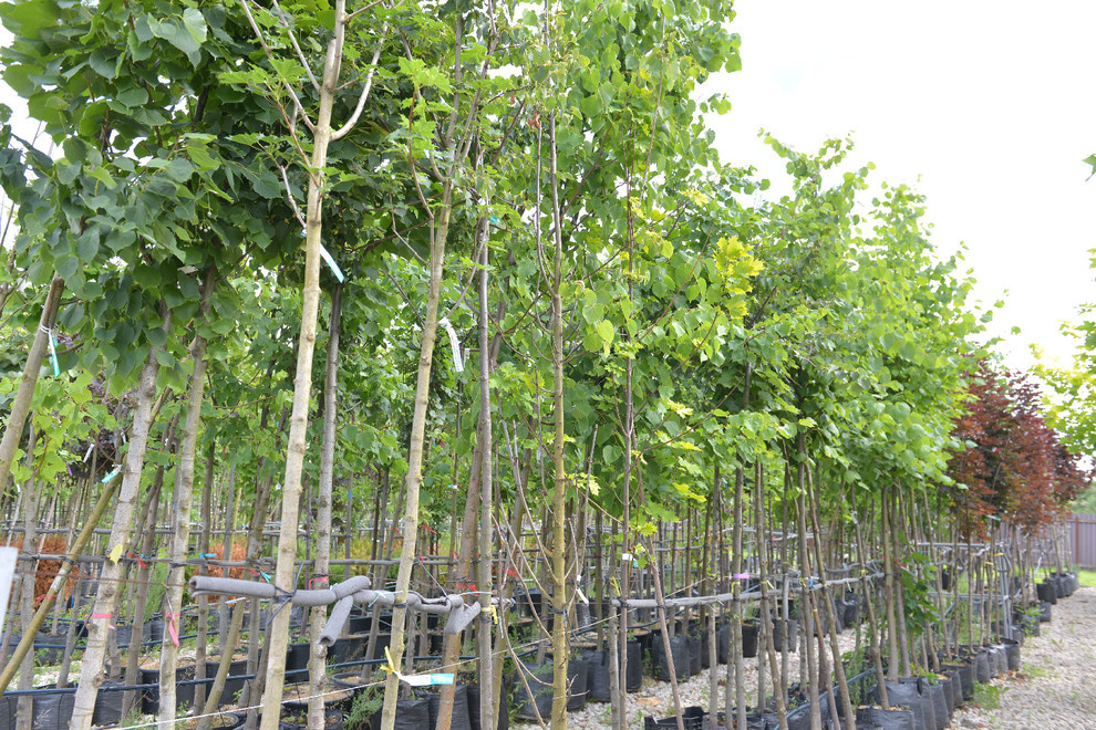 Наш питомник