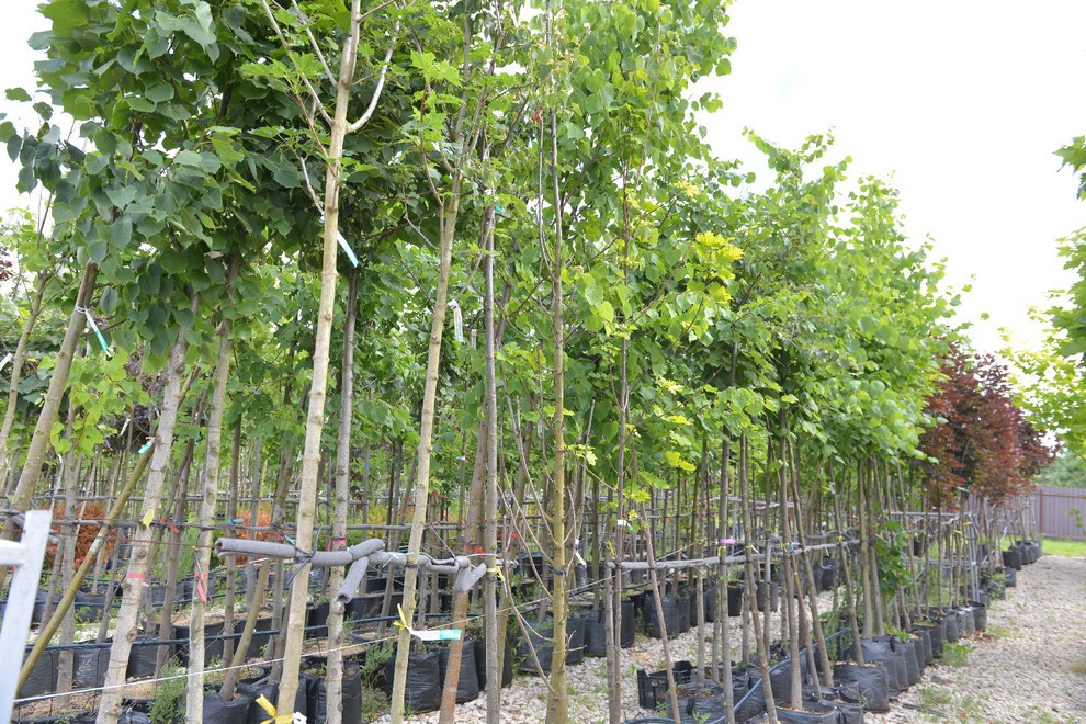 Наш питомник