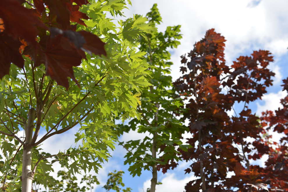 Наш питомник