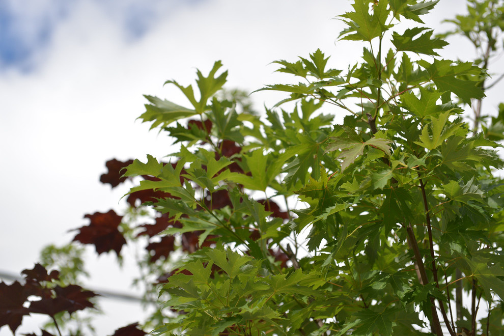 Наш питомник