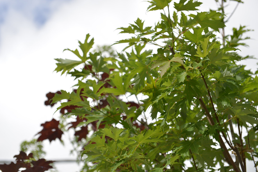 Наш питомник