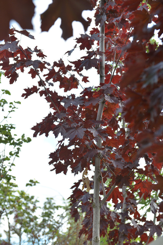 Обложка проекта: Наш питомник