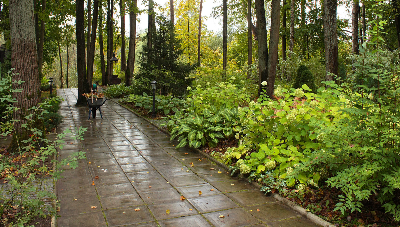 Ландшафтный проект участка с лесными деревьями.