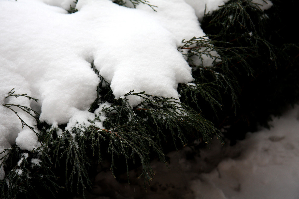 Сад для друзей