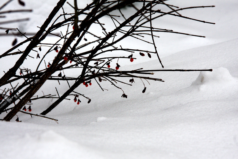 Сад для друзей