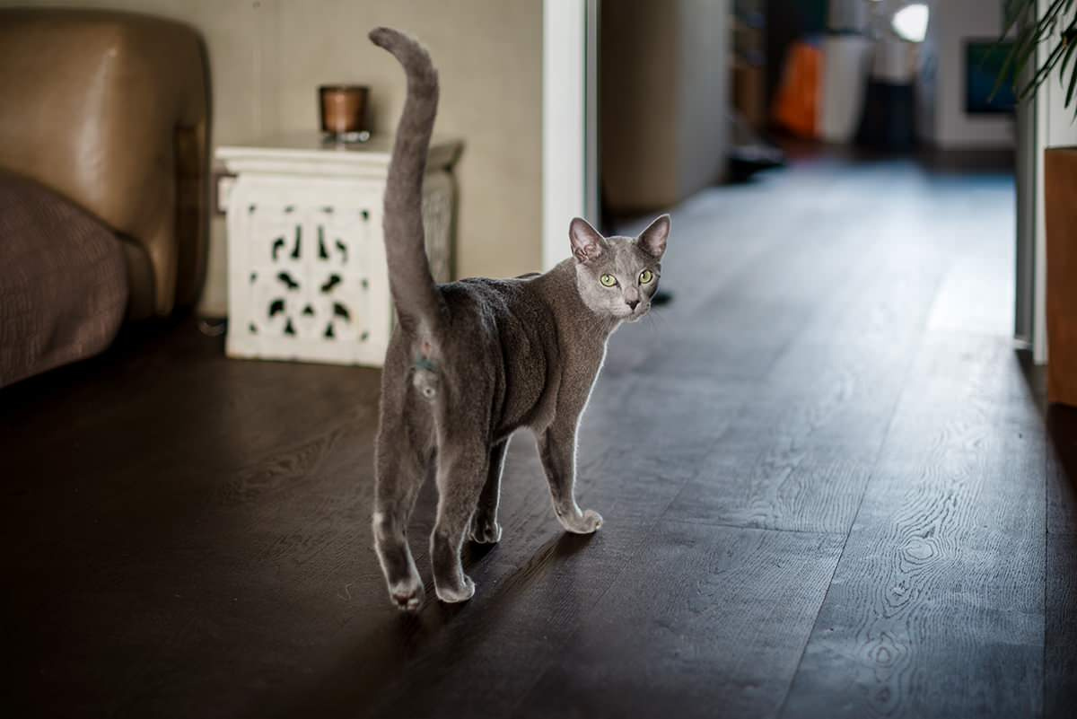 Увлекаясь Азией. Дизайнер-декоратор Елена Копыл