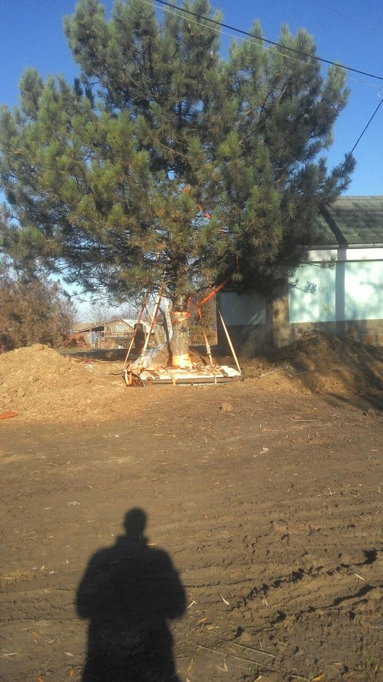 Посадка крупномеров.