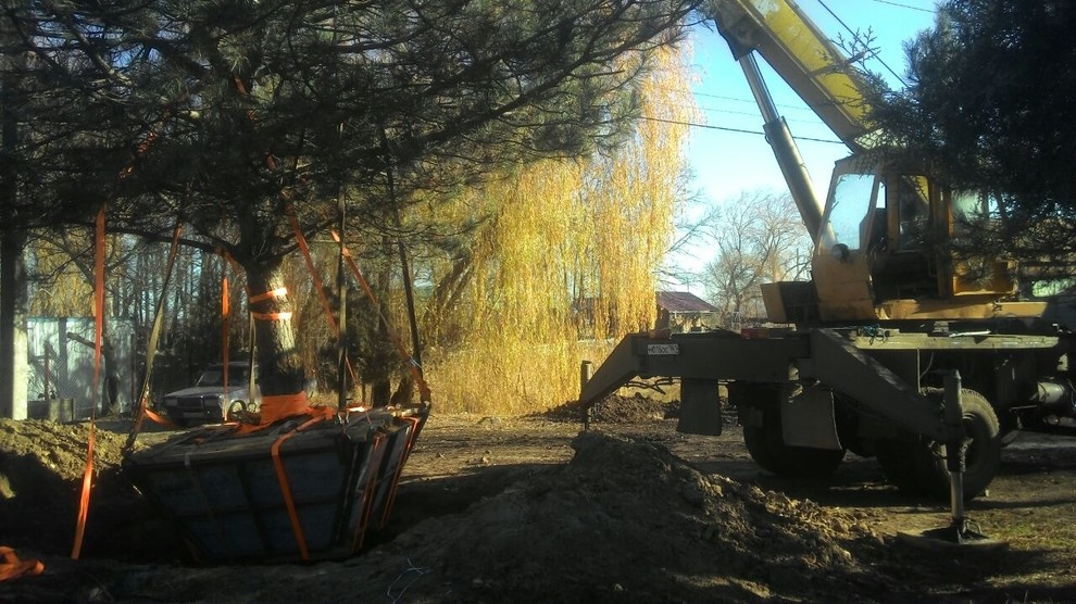 Посадка крупномеров.