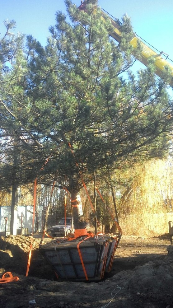 Посадка крупномеров.