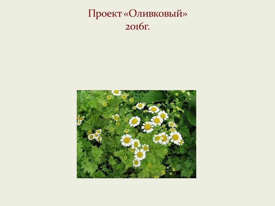 Оливковый