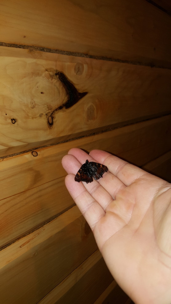 Пьяная дорога