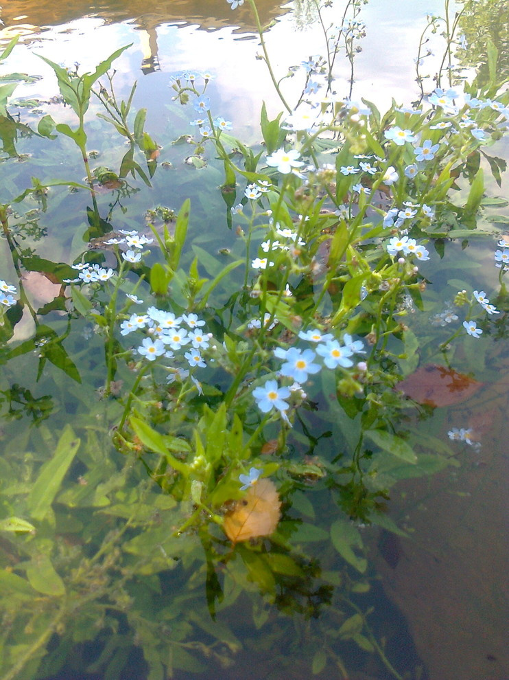 Новорижское