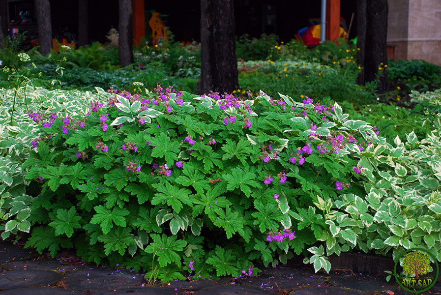Обложка проекта: Посёлок Черкизово