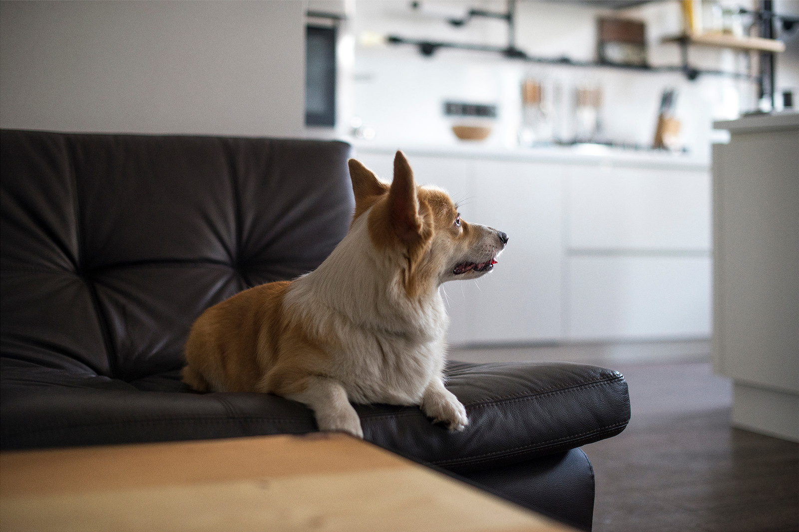 Квартира в стиле лофт для холостяка с 2мя кошками и собакой