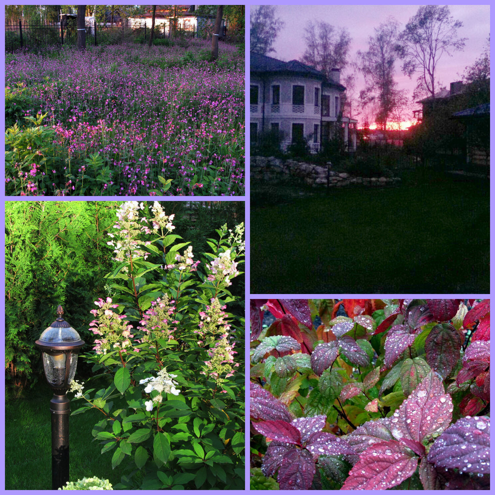 Гортензия в лучах заката