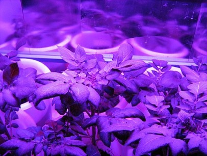 Светодиодная лампа для растений 9w