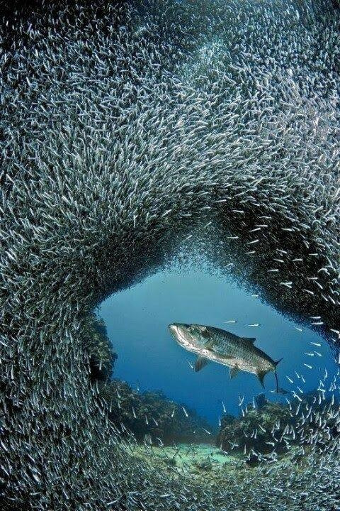 морская тема ткани