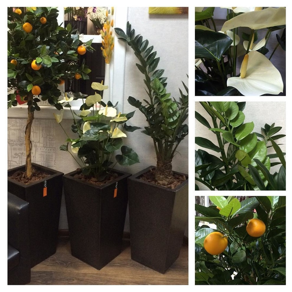 Искусственные растения Премиум класса