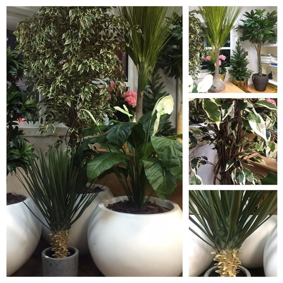 Искусственные растения Премиум класса