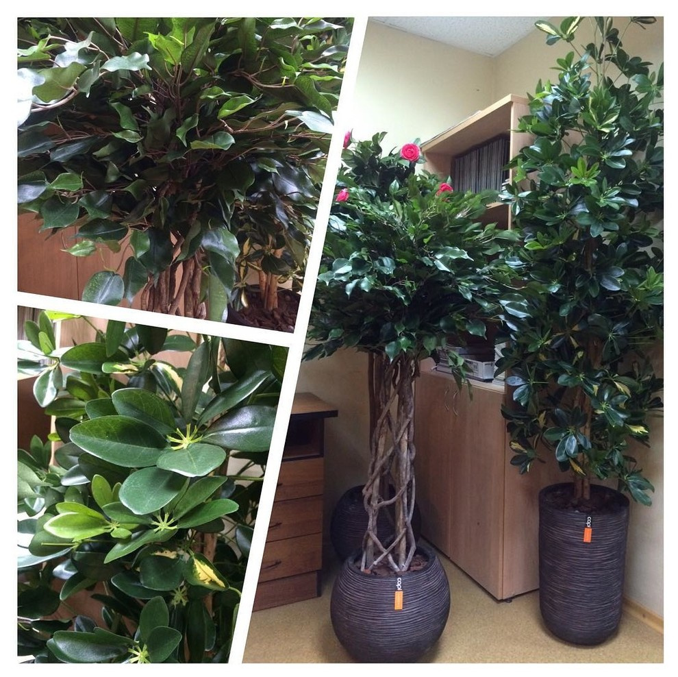 Искусственные растения Премиум класса