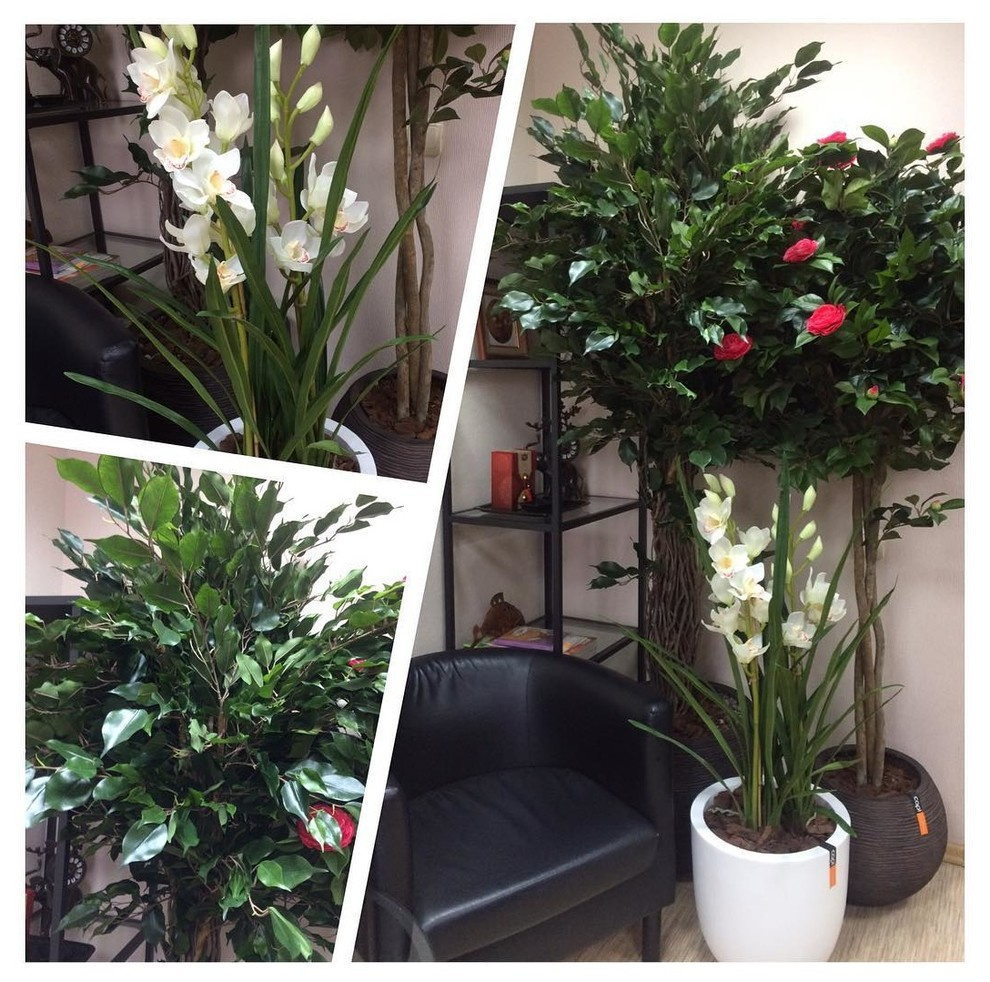 Обложка проекта: Искусственные растения Премиум класса