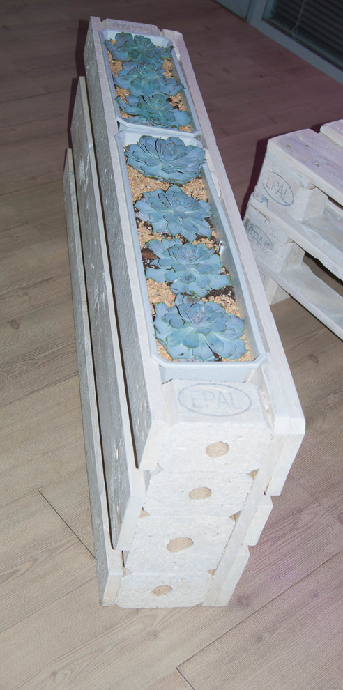 Суккуленты в декоре