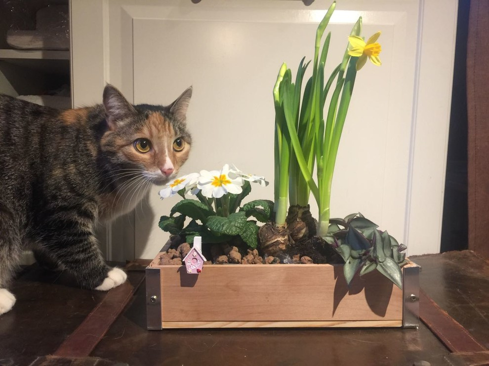 Кот в доме: Что делать, если начались проблемы